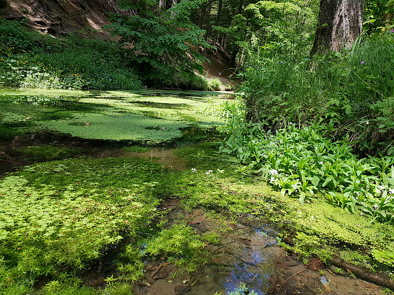 Zufluss zum Amselsee