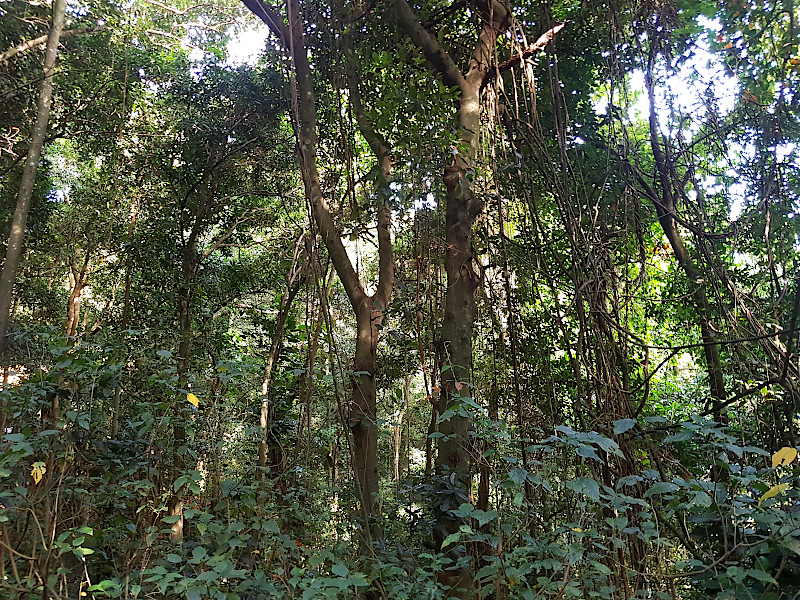 Corcovado Dschungel