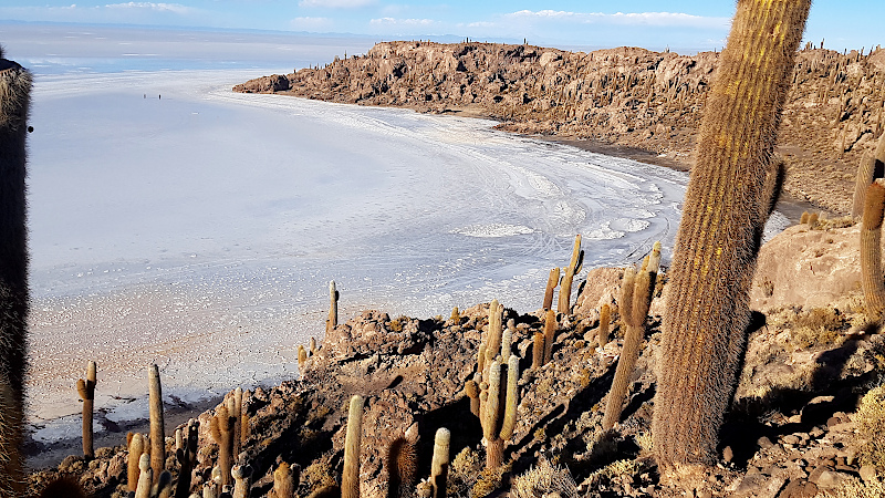Salar de Uyuni Tipp: Die Isla del Pescado Kakteeninsel inmitten des Salzes