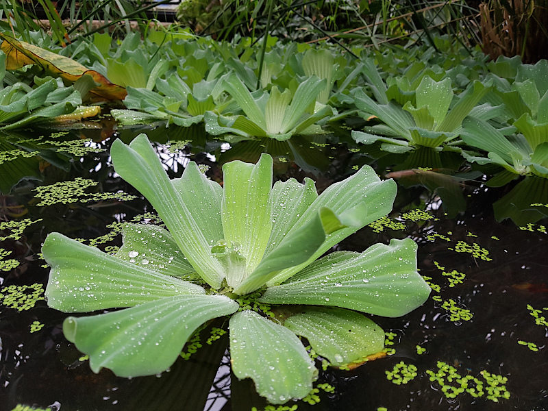 Glasgow Botanischer Garten