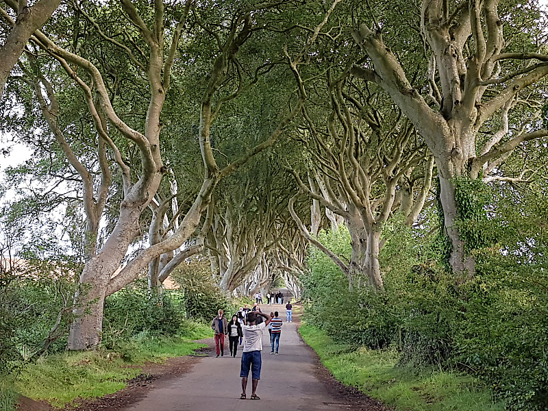 Dark Hedges (Game of Thrones)