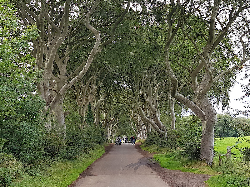 Dark Hedges von hinten