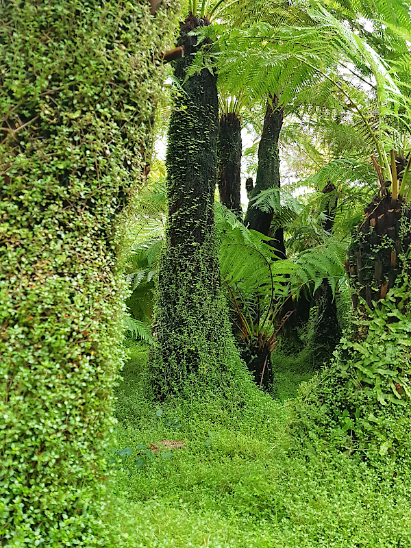 Botanischer Garten in Glasgow