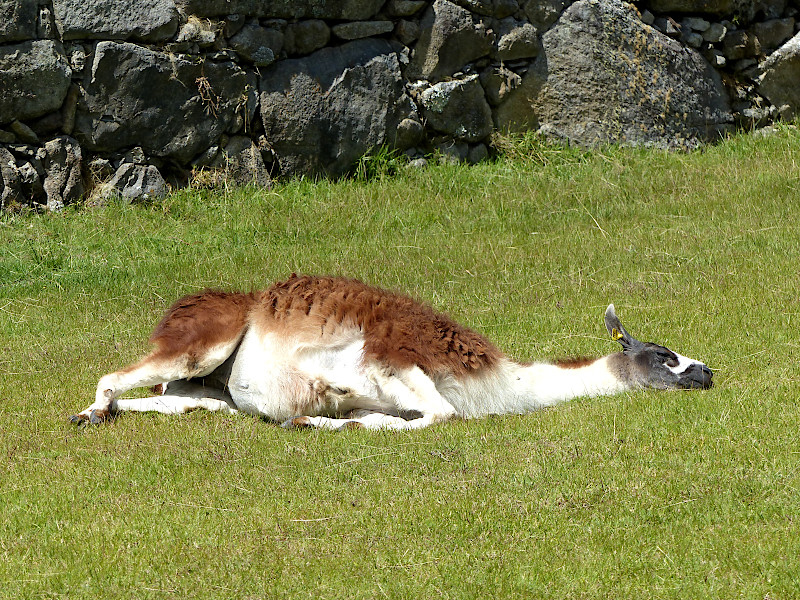 Lama ruht aus in Peru