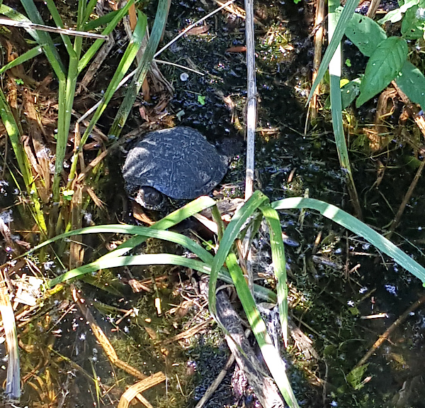 Kopacki rit Schildkröte