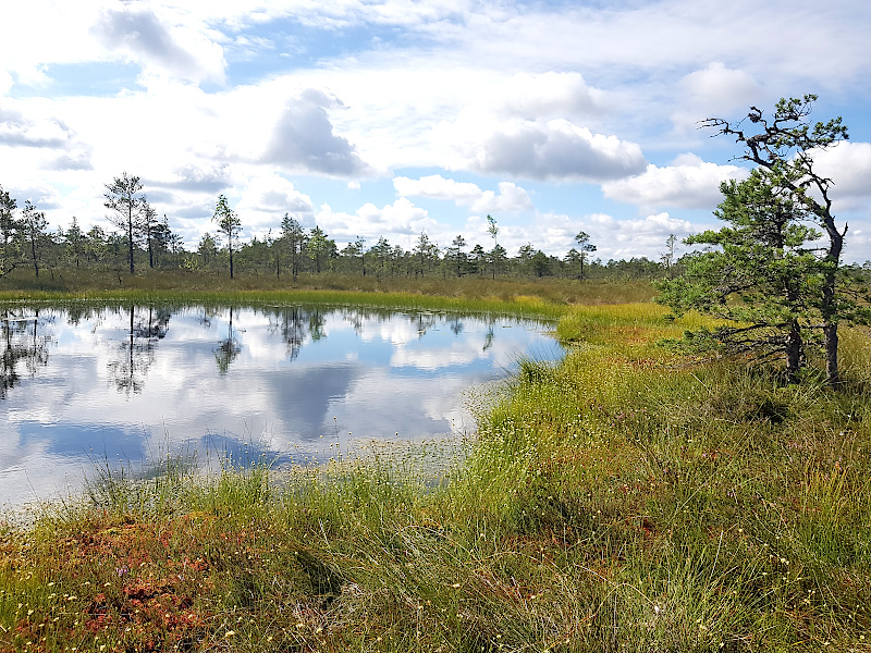 Teich im Soomaa Naturpark