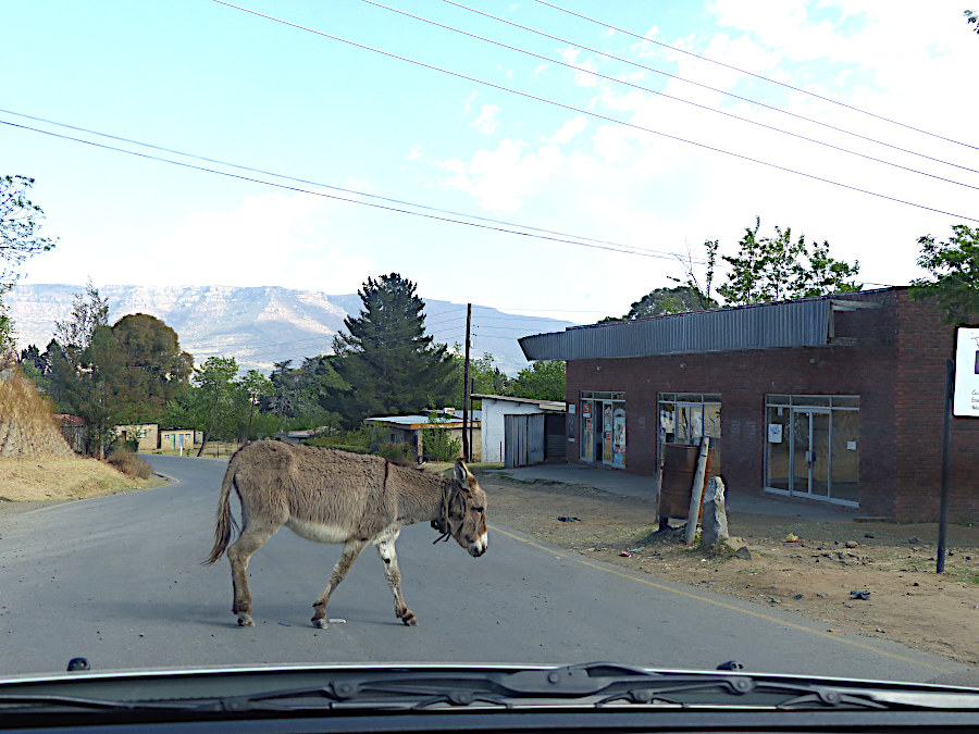 Lesotho-Alltag: Ein Esel auf der Straße