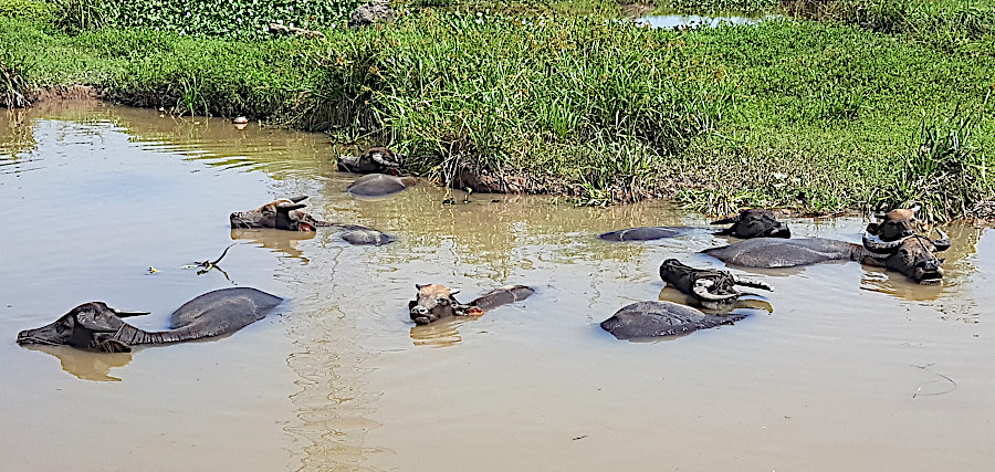 Abkühlung am Rande der Trockenen Halong-Bucht